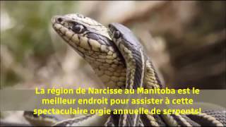 La danse daccouplement des couleuvres au Manitoba [upl. by Ananna]