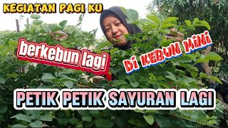 berkebun lagi panen daun ubi dan bunga telang di samping rumah [upl. by Oeramed]