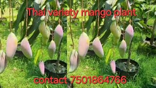 RIJUAN PLANT NURSERY Kolkata contact 7501864766 [upl. by Seda18]