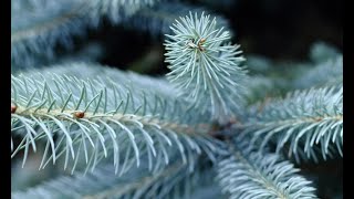 Abeto azul o picea pungens hoopsii  Decogarden  Jardinatis [upl. by Kerman372]