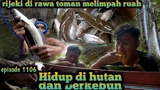 alhamdulillah rijeki di rawa toman melimpah ruah warta petani muda hidup di hutan [upl. by Eisak6]