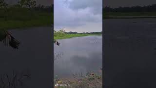 Tomay Hrid Majhare Rakhbo Chere Dibo Na 🍁 viralvideo nature love funny fypシ゚viral foryou [upl. by Odella826]