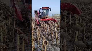 Unique Machine To Separate Sunflower Seeds [upl. by Moseley205]