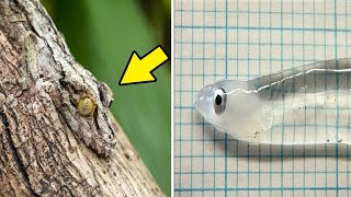 Top 10 Invisible Animals In The World [upl. by Feer]