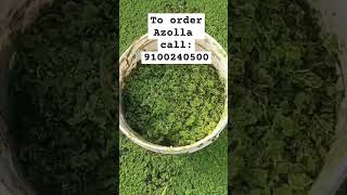 10sep2024Azolla for sale  To order call 9100240500 azolla azollafarming azollacultivation [upl. by Halilahk]