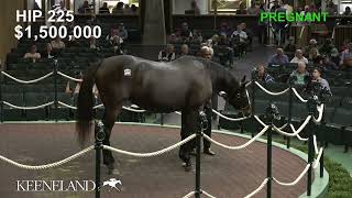 Lady Tapit sells for 18 million at 2024 Keeneland November [upl. by Creigh]