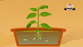 Learn About Plants  Photosynthesis [upl. by Muncey]