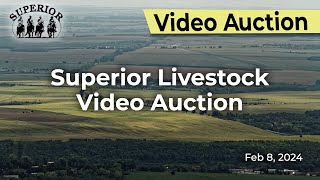 Superior Livestock Auction  Video Auction [upl. by Nyvek198]