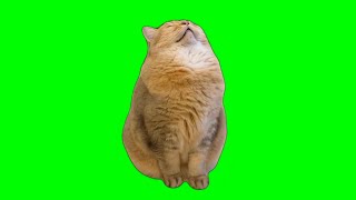 Sleeping Cat Meme Green Screen Chroma Key Template [upl. by Nawuj]