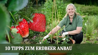 Erdbeeren für Einsteiger  Die 10 wichtigsten Tipps auf einem Blick [upl. by Geoff]