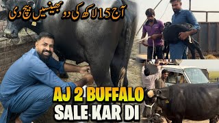 Waqar Bhinder Aj 2 Buffalo Sale Kar Di ☺️☺️ [upl. by Monia]