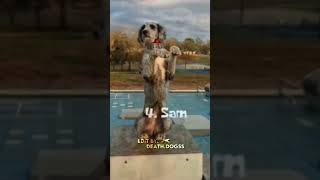 Tiktok usernames in the comments dog edit [upl. by Icats]