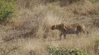 Luipaard op jacht leopard on the hunt [upl. by Iolande111]