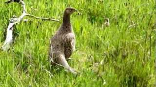 Female pheasant with lots of chicks [upl. by Seavey]