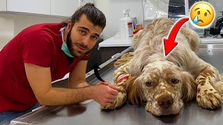 What is the illness of this dog TheVet [upl. by Siddra494]