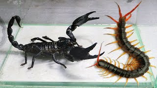 Black Scorpion and Centipede Scolopendra [upl. by Petrie]