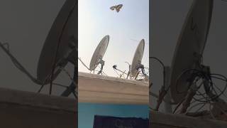 Butterfly my House song newsong music birdwatch nature birdwatching [upl. by Yatnwahs]