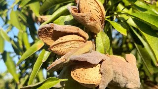 Florida el almendro idóneo para zonas cálidas [upl. by Muns254]