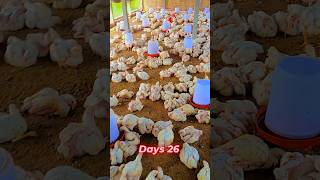 Farming 🐓 trending viralvideo ytshorts youtubeshorts farming shorts shortsfeed [upl. by Nytsuj]