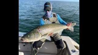 Fly Fishing for Striped Bass Topwater [upl. by Romo730]