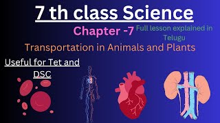 7th class science  7Transportation in Animals and PlantsFull lesson explained in telugu science [upl. by Yelsha]