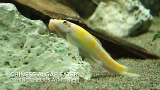 Chinese Algae Eater  Gyrinocheilus Aymonieri [upl. by Prader]