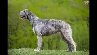 Lobero Irlandés  Raza de Perro [upl. by Assena]