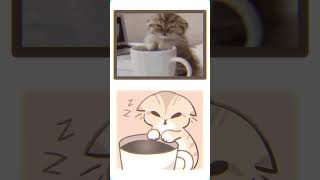 Cat pics animated animation cat [upl. by Attayek]