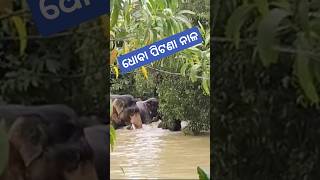 Dhoba pitina elephant new video like share comment subscribe kejia please [upl. by Anavoj]