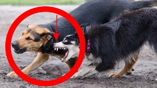 How To Stop Dog Aggression Towards Other Dogs [upl. by Rein376]