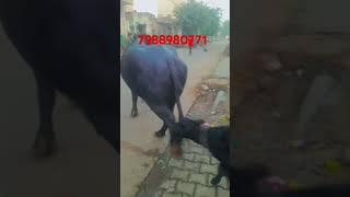 1 truck loded to UPbuffalo dairyfarm animals jasbir dairy farm 7988980771 [upl. by Millar123]