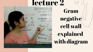 Gram negative cell wall with diagram [upl. by Yllaw]