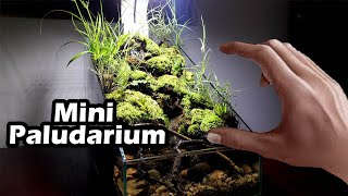 How to setup paludarium tank mini  Bể bán cạn nhỏ [upl. by Mayrim680]