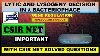 LYTIC AND LYSOGENY DECISION IN LAMBDA PHAGECSIR NETMOLECULAR BIOLOGY [upl. by Suanne337]