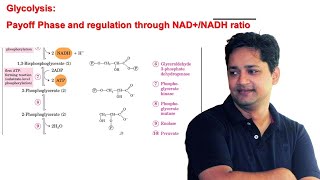 Glycolysis Pay Off Phase and regulation of pathway through NADNADH ratio [upl. by Yrrol]