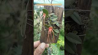 Double blooming of Bulbophyllum Tingabarinum Orchid nature garden orchid [upl. by Ogram]