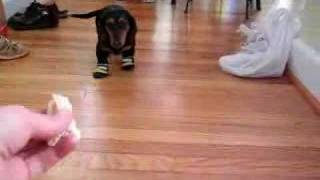 Hysterical Dachshund walking with booties [upl. by Demahom630]