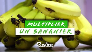 Comment multiplier un bananier nain cultivé en pot [upl. by Bekki]