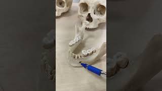 Mandibular foramen [upl. by Dwight]