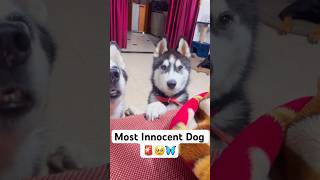 Cutest dog in the world 🚨😭 shorts dog husky trendingsongs [upl. by Leiru]