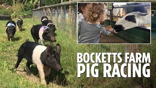 Bocketts Farm day trip featuring their famous pig racing [upl. by Leur517]