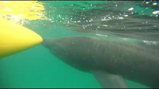 Basking sharks at Porthcurno beach [upl. by Oderfodog]