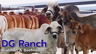 วิธีการดูแลวัวตั้งแต่ท้องจนคลอด ที่ DG Ranch BrahmanampBeefmaster อคลองขลุง จกำแพงเพชรพาชมฟาร์มEP2 [upl. by Llerud]