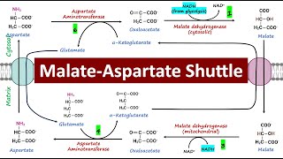 MalateAspartate Shuttle Mitochondrial Respiration  Biochemistry Basics [upl. by Pavlov]