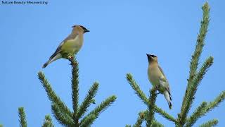 Cedar waxwing perching on tree strong wind [upl. by Nilyarg164]