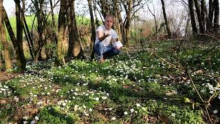 Video 203  Anemone nemorosa e lAmore perduto [upl. by Ateuqram]