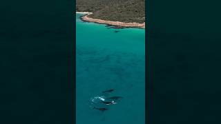 The best time of the year in Dunsborough Drone footage wonkyimaginations IG [upl. by Air]