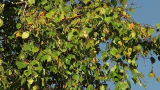 Chiffchaff  foraging in the birch tree take 1 [upl. by Bouton599]