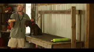 Force Fetching a Boykin Spaniel Part 2 [upl. by Faruq52]