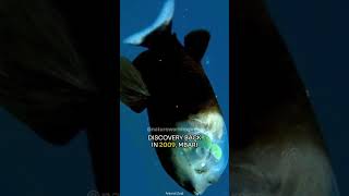 Barreleye Fish  The Marvel of DeepSea Vision [upl. by Lladnarc]